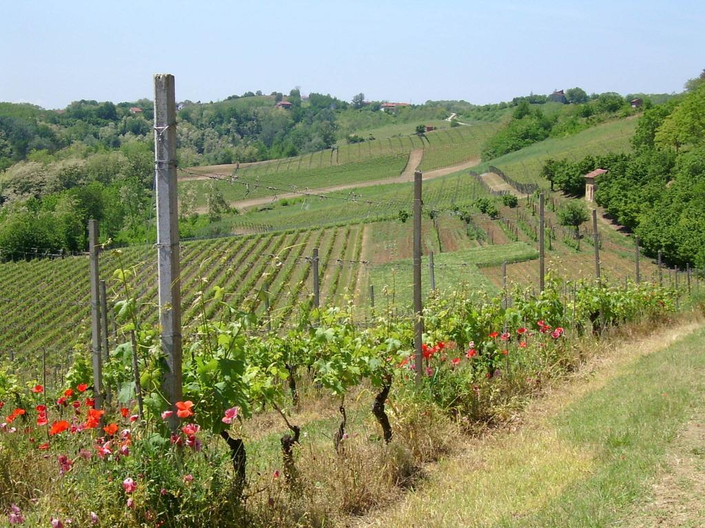Cascina Rollone Villa Rocchetta Tanaro ภายนอก รูปภาพ